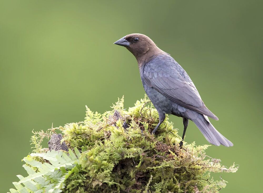 Буроголовый коровий трупиал (Brown-headed Cowbird) и Красноплечий чёрный трупиал (Red-winged Blackbird).