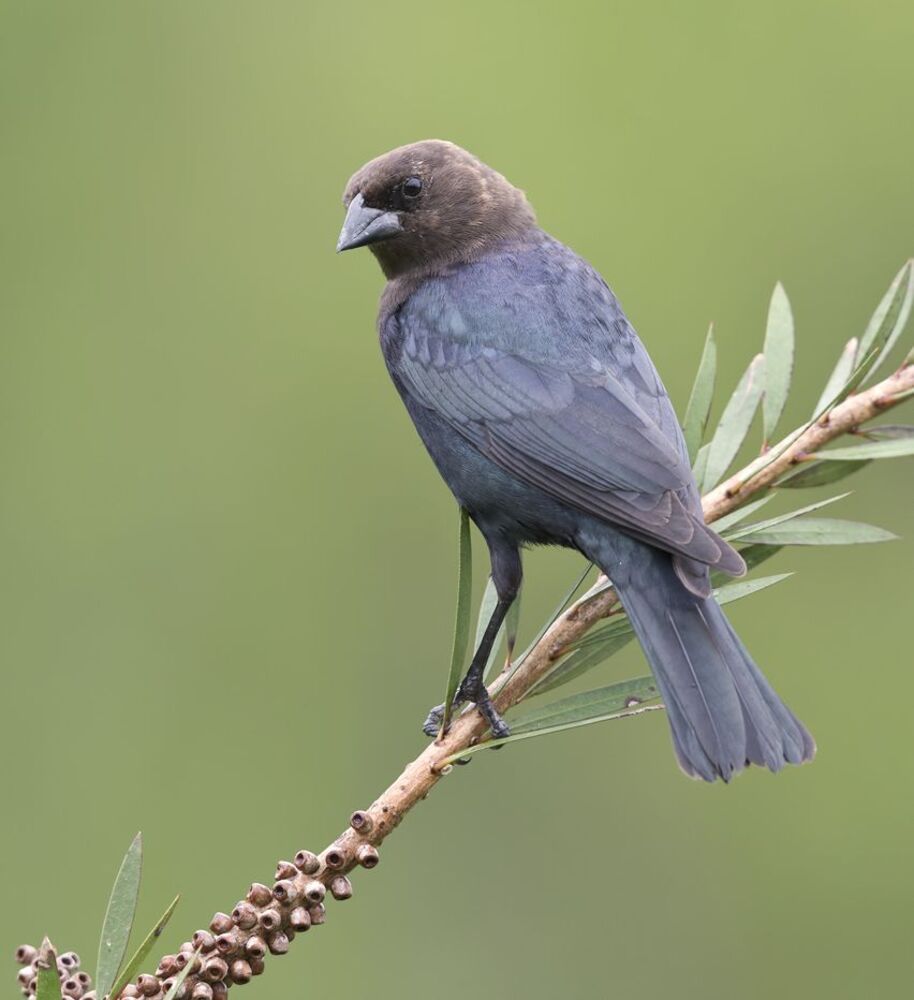 Буроголовый коровий трупиал (Brown-headed Cowbird) и Красноплечий чёрный трупиал (Red-winged Blackbird).