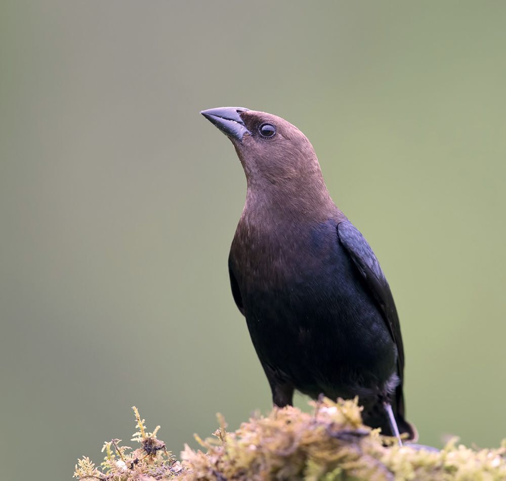 Буроголовый коровий трупиал (Brown-headed Cowbird) и Красноплечий чёрный трупиал (Red-winged Blackbird).