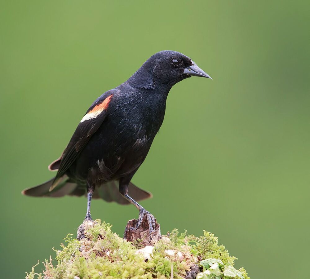 Красноплечий чёрный трупиал - Red-winged Blackbird Птица семейства трупиаловых, широко распространённая на большей части Северной Америки. Это одна из наиболее массовых и хорошо изученных птиц на этом континенте. В окрасе ярко выраженный половой диморфизм: самцы чёрные с красной и жёлтой отметинами на плече и крыле, самки невзрачные серовато-бурые, больше похожи на крупного воробья. Основную часть рациона составляют семена и насекомые.