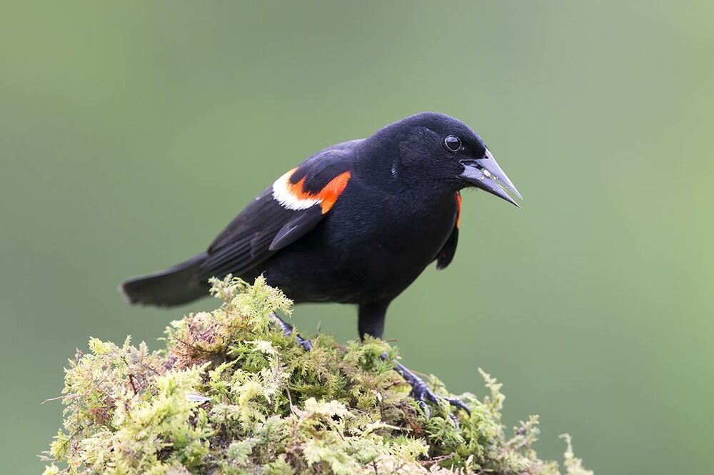 Буроголовый коровий трупиал (Brown-headed Cowbird) и Красноплечий чёрный трупиал (Red-winged Blackbird).