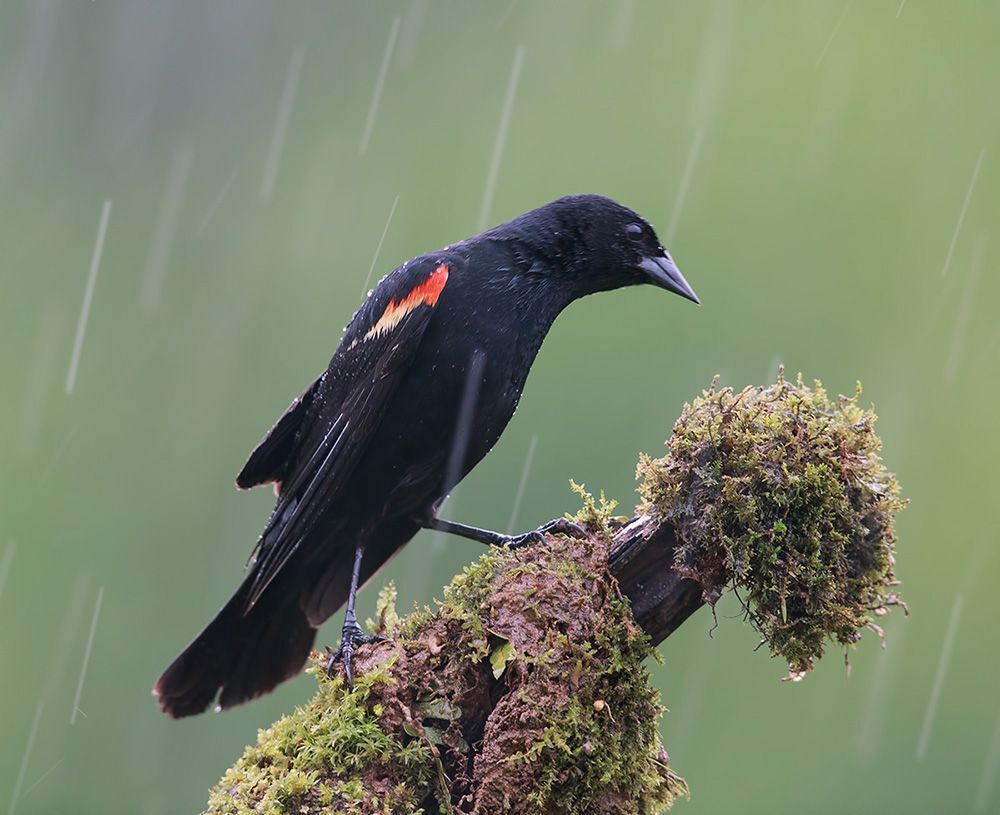 Буроголовый коровий трупиал (Brown-headed Cowbird) и Красноплечий чёрный трупиал (Red-winged Blackbird).