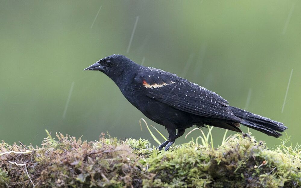 Буроголовый коровий трупиал (Brown-headed Cowbird) и Красноплечий чёрный трупиал (Red-winged Blackbird).