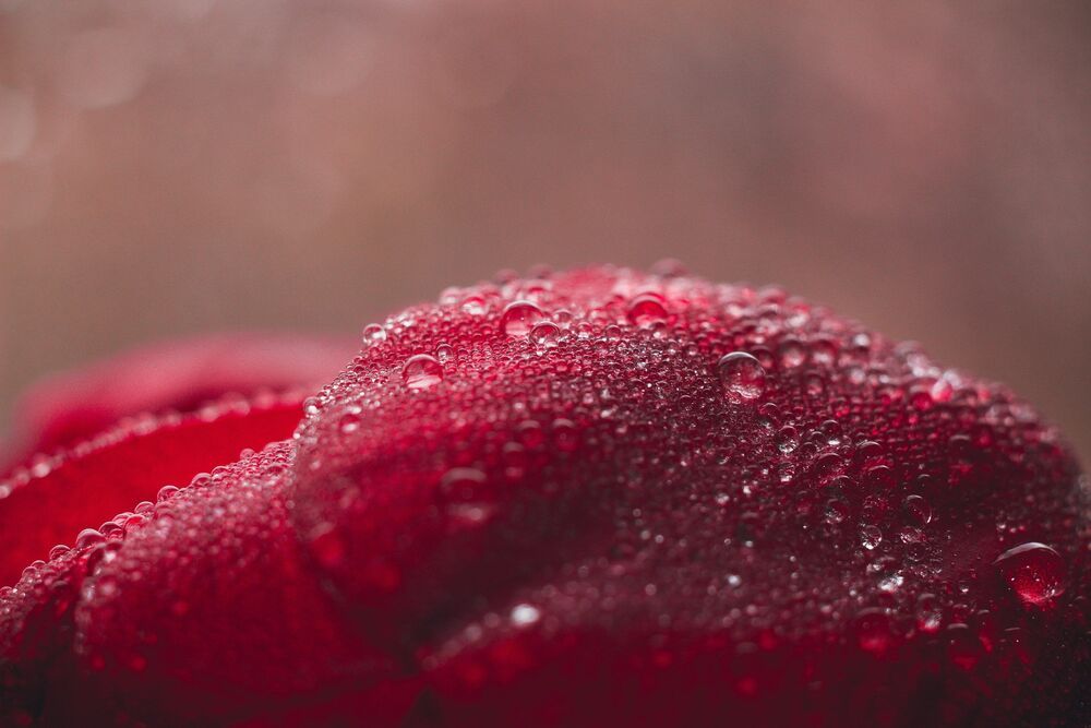 Canon 650D + Helios 44-2 + макрокольца