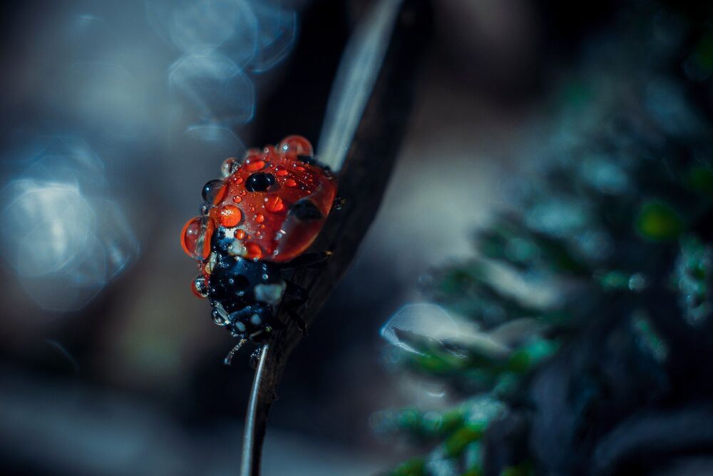 Canon 650D + Helios 44-2 + макрокольца