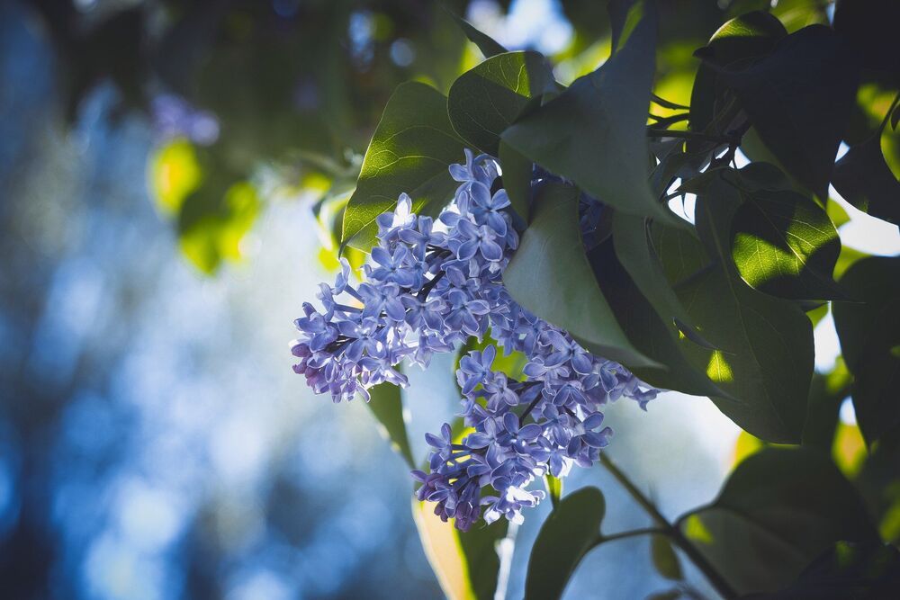 Canon 650D + Helios 44-2