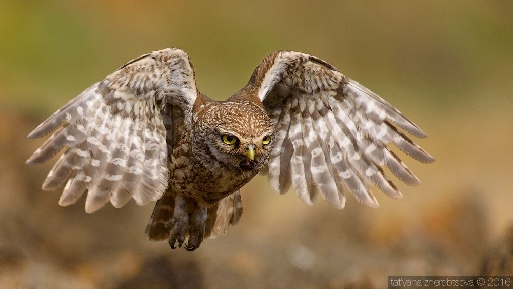 I can fly. Домовый сыч.