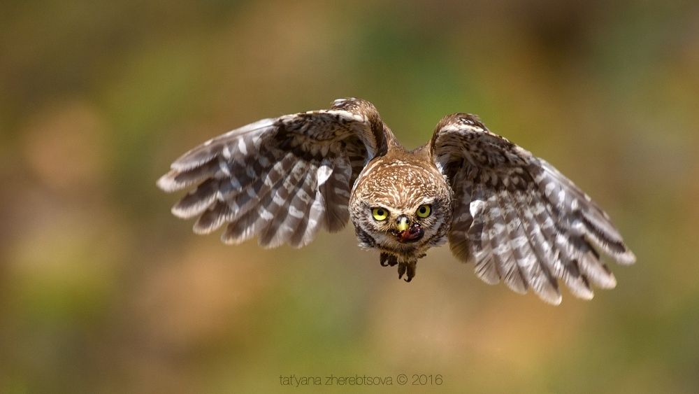 I can fly. Домовый сыч.