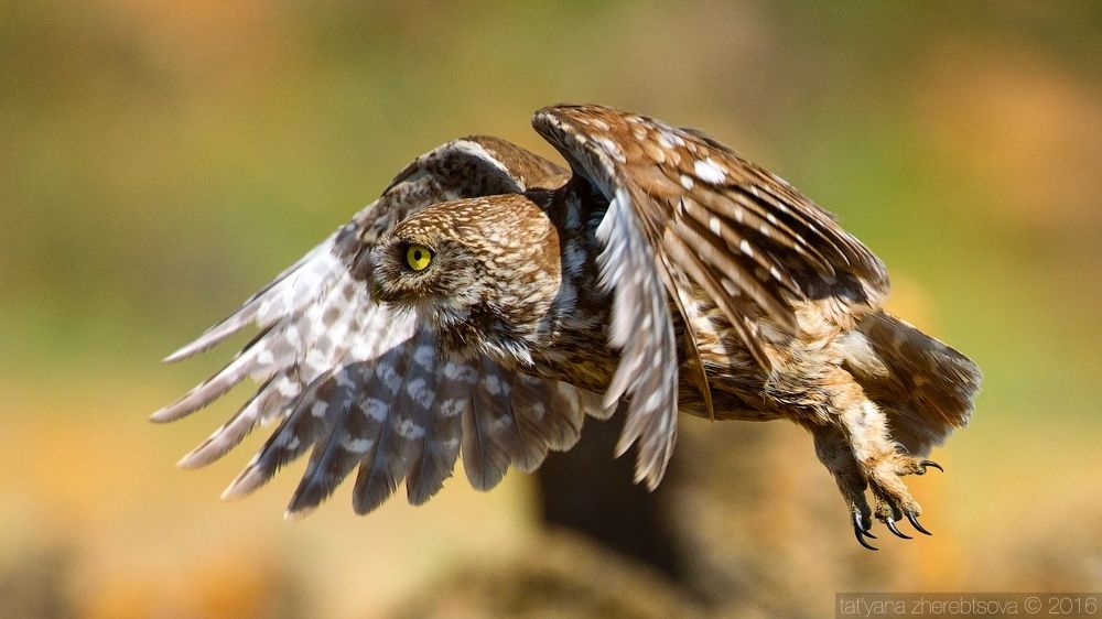 I can fly. Домовый сыч.