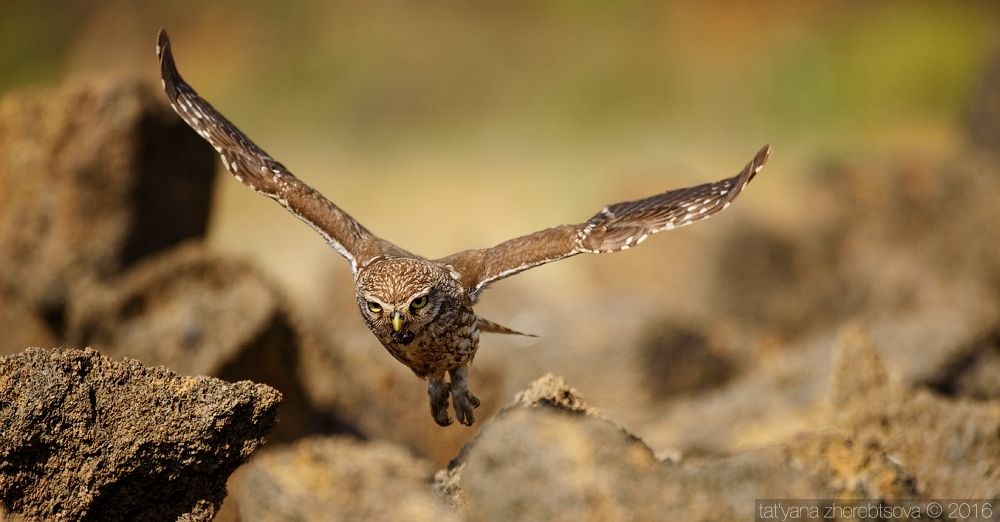 I can fly. Домовый сыч.
