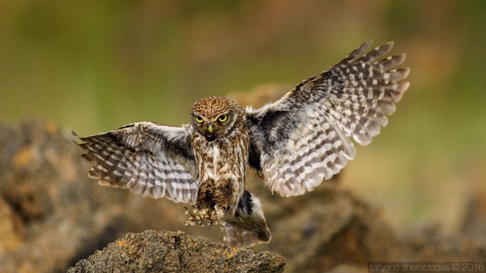 I can fly. Домовый сыч.