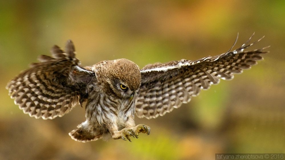 I can fly. Домовый сыч.