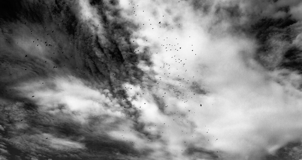 Photo 930810