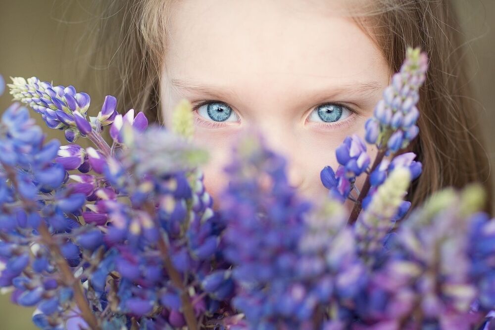 Lupinus