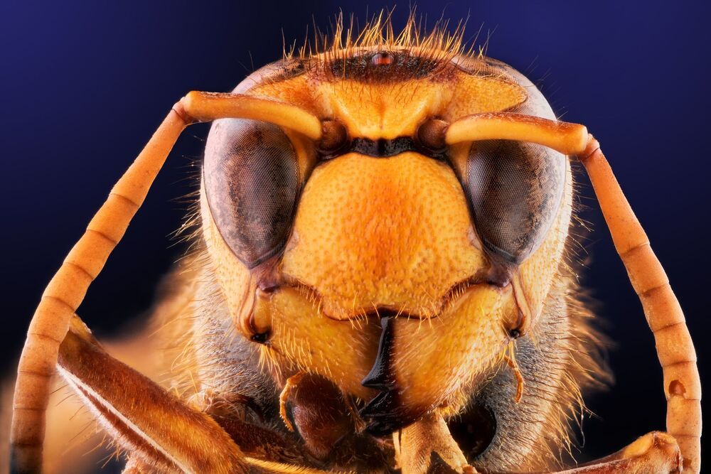 WASP