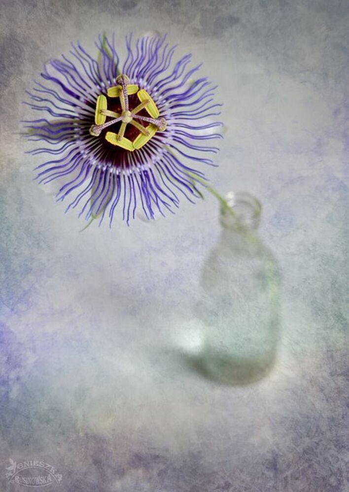 Passiflora