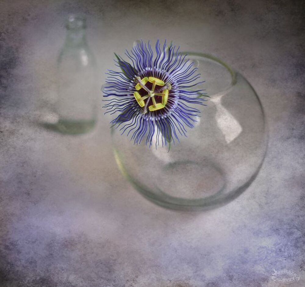 Passiflora