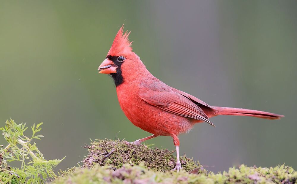 Красный кардинал (cамец) - Northern Cardinal (male)