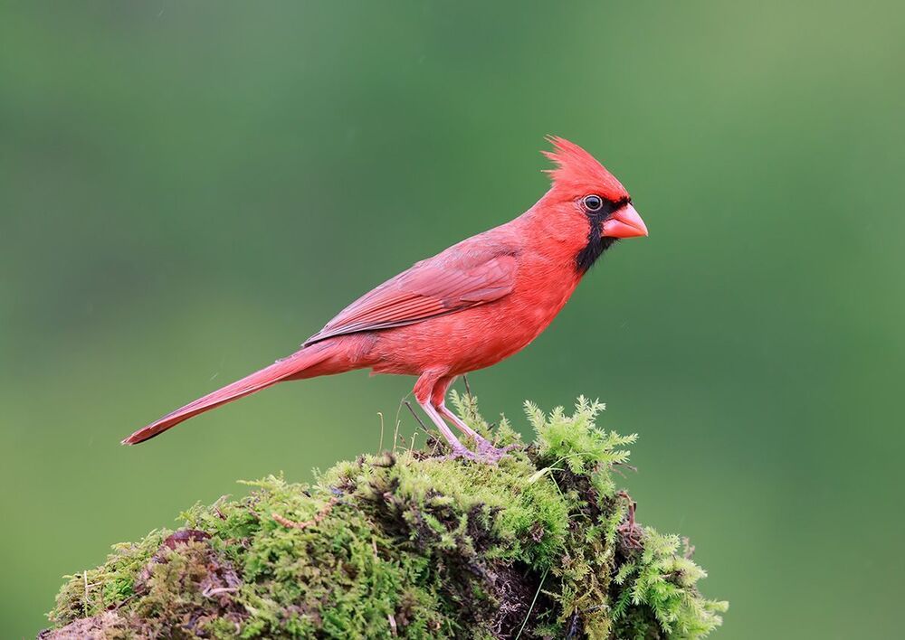 Красный кардинал (cамец) - Northern Cardinal (male)