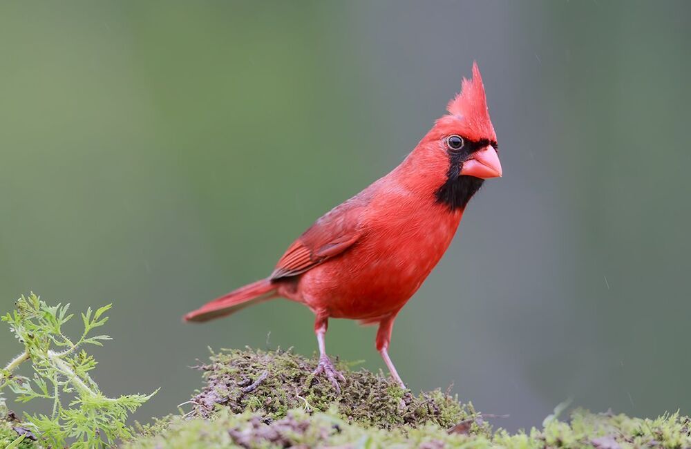 Красный кардинал (cамец) - Northern Cardinal (male)