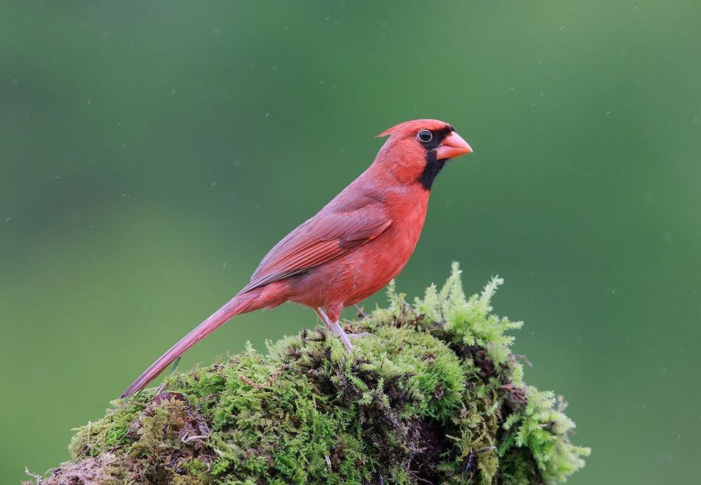 Красный кардинал (cамец) - Northern Cardinal (male)