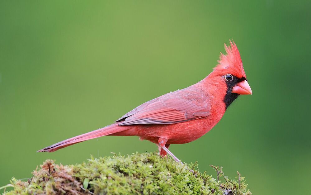 Красный кардинал (cамец) - Northern Cardinal (male)
