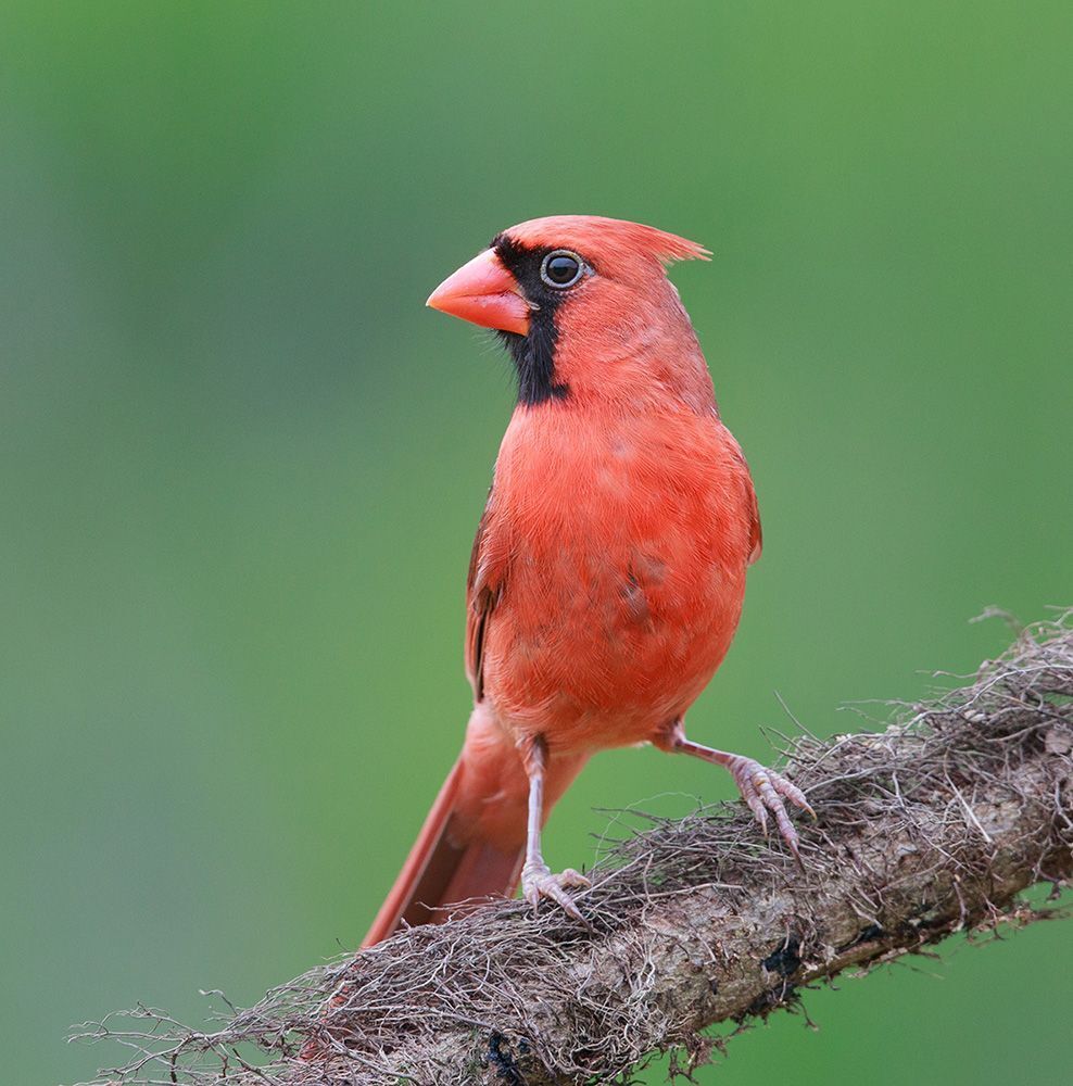 Красный кардинал (cамец) - Northern Cardinal (male)