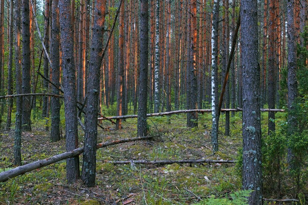 09 Бесконечные ритмы соснового леса становятся особенно хороши в свете вечернего солнца