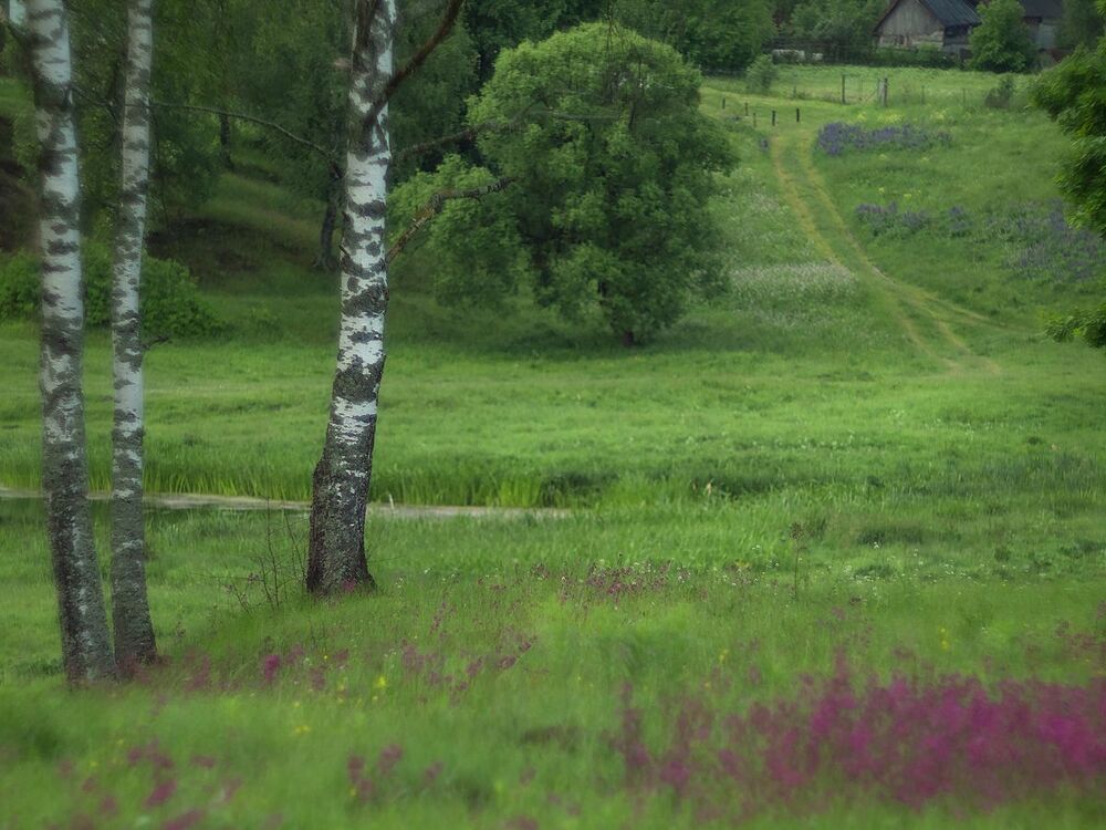 Летние зарисовки