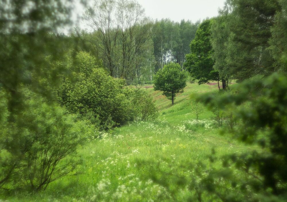 Летние зарисовки