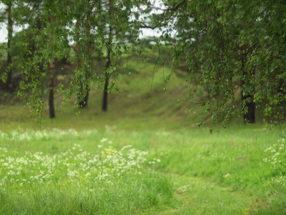 Летние зарисовки