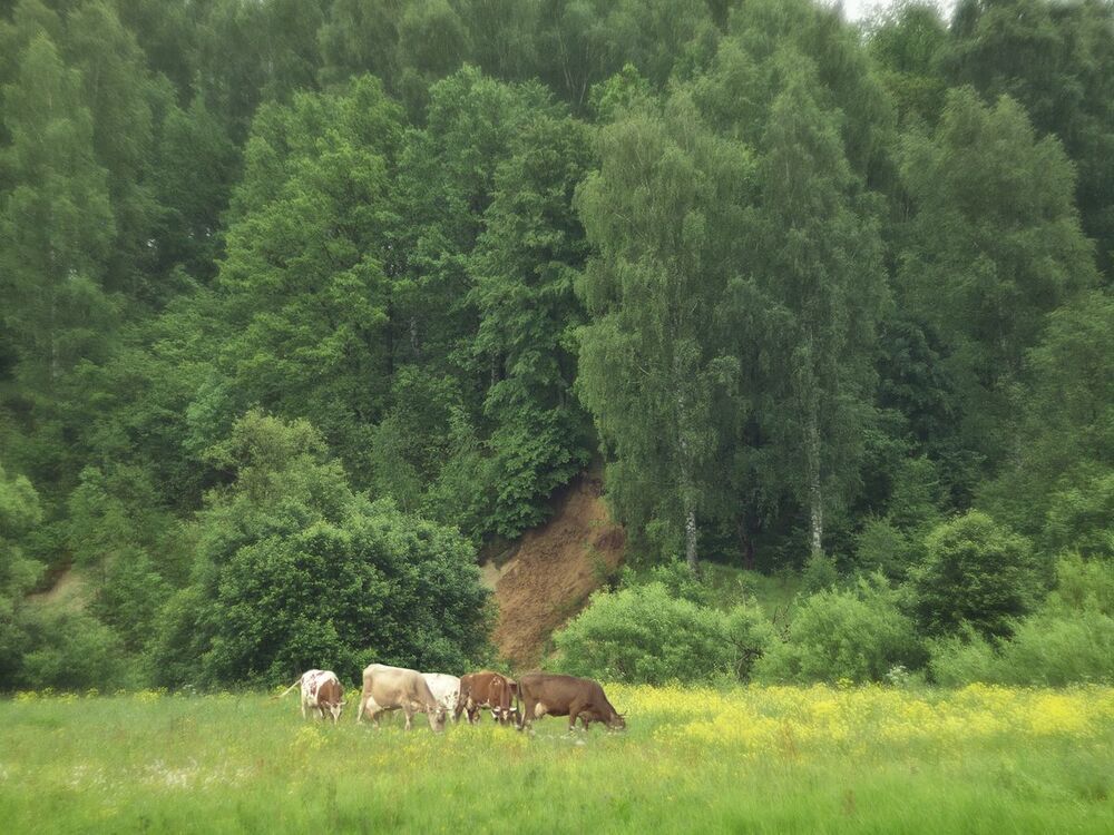 Летние зарисовки