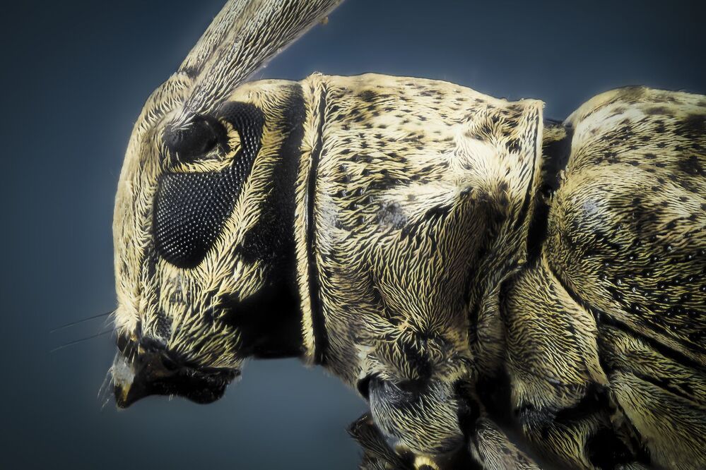 Extreme Macro