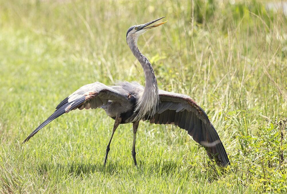 Молодая голубая цапля с уловом - Great Blue Heron