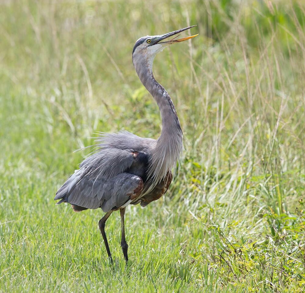 Молодая голубая цапля с уловом - Great Blue Heron