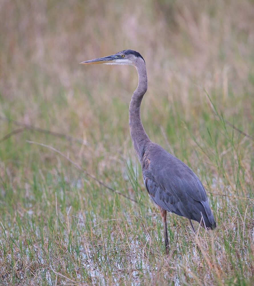 Молодая голубая цапля с уловом - Great Blue Heron