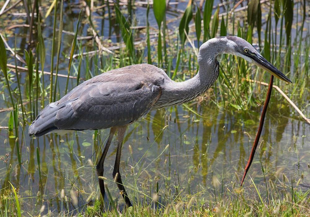 Молодая голубая цапля с уловом - Great Blue Heron