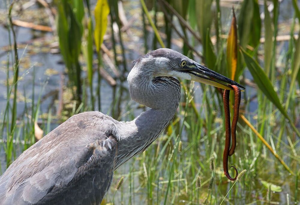 Молодая голубая цапля с уловом - Great Blue Heron