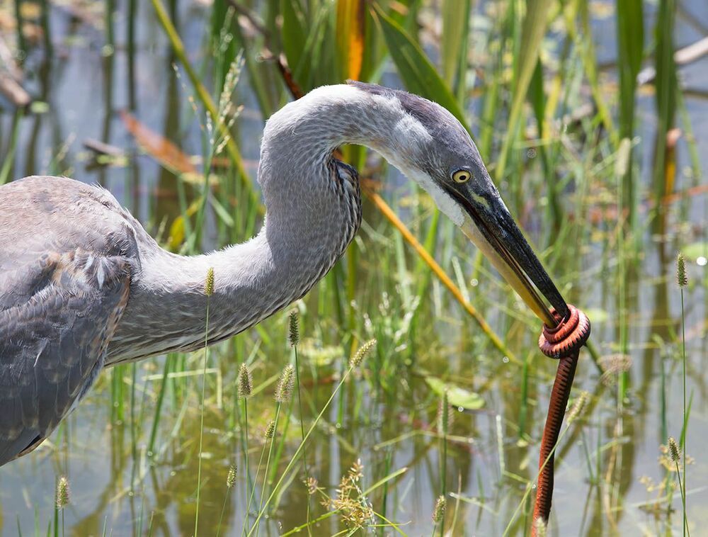 Молодая голубая цапля с уловом - Great Blue Heron