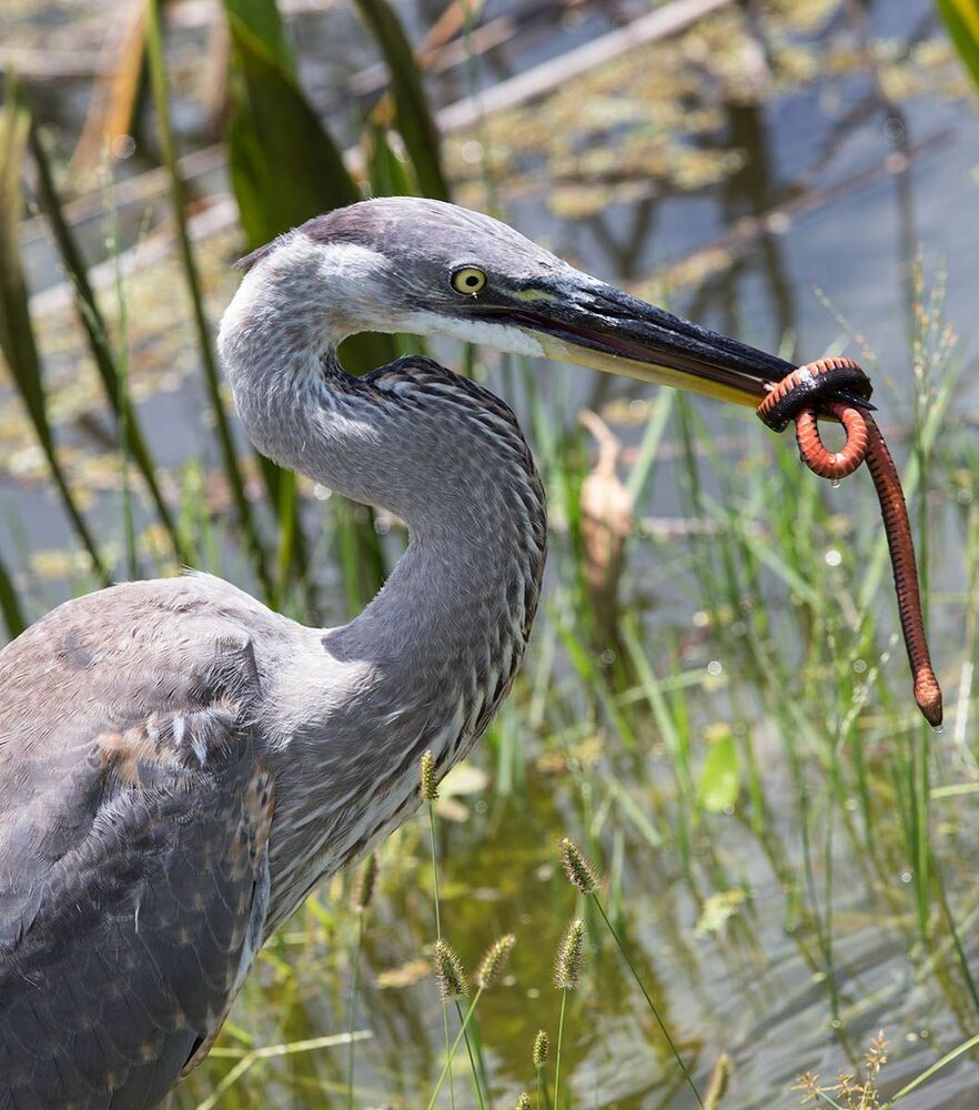 Молодая голубая цапля с уловом - Great Blue Heron