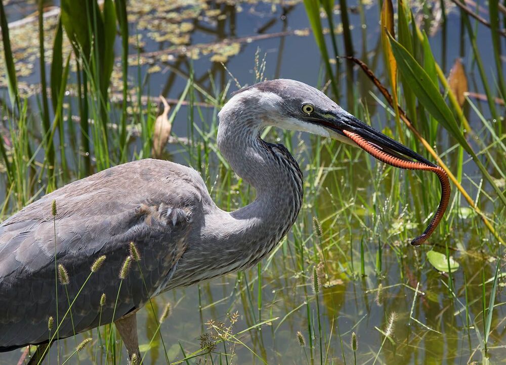 Молодая голубая цапля с уловом - Great Blue Heron