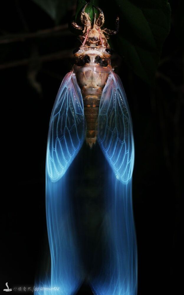 перо&nbsp;