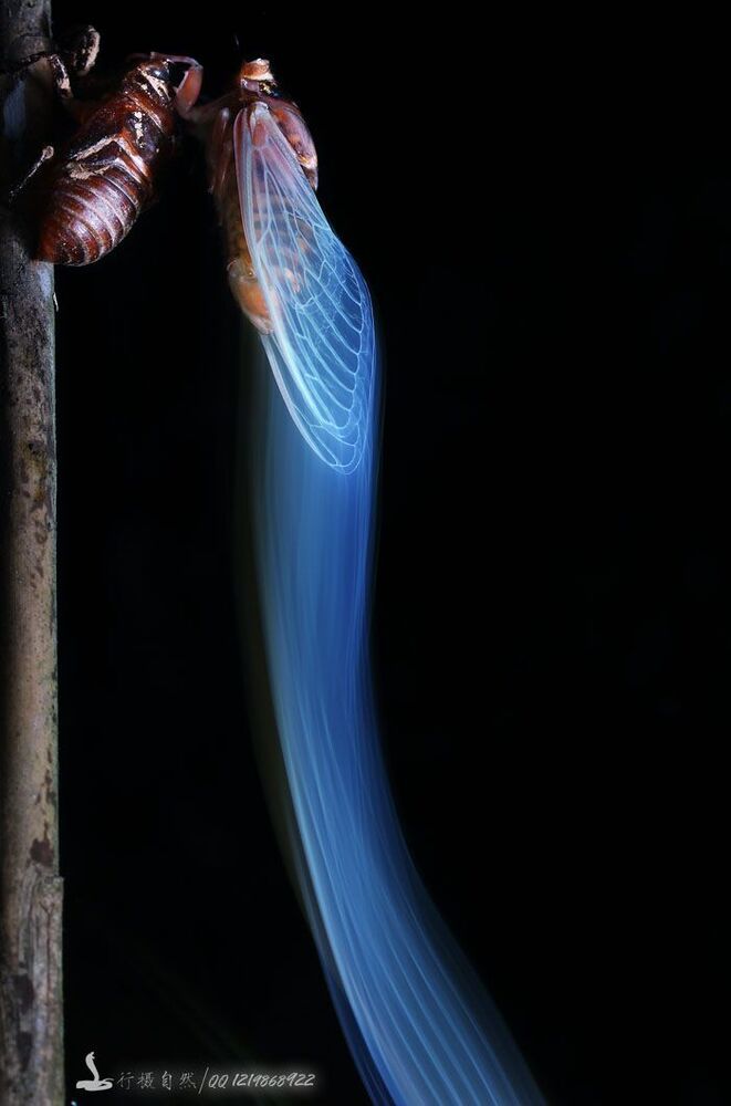 перо&nbsp;
