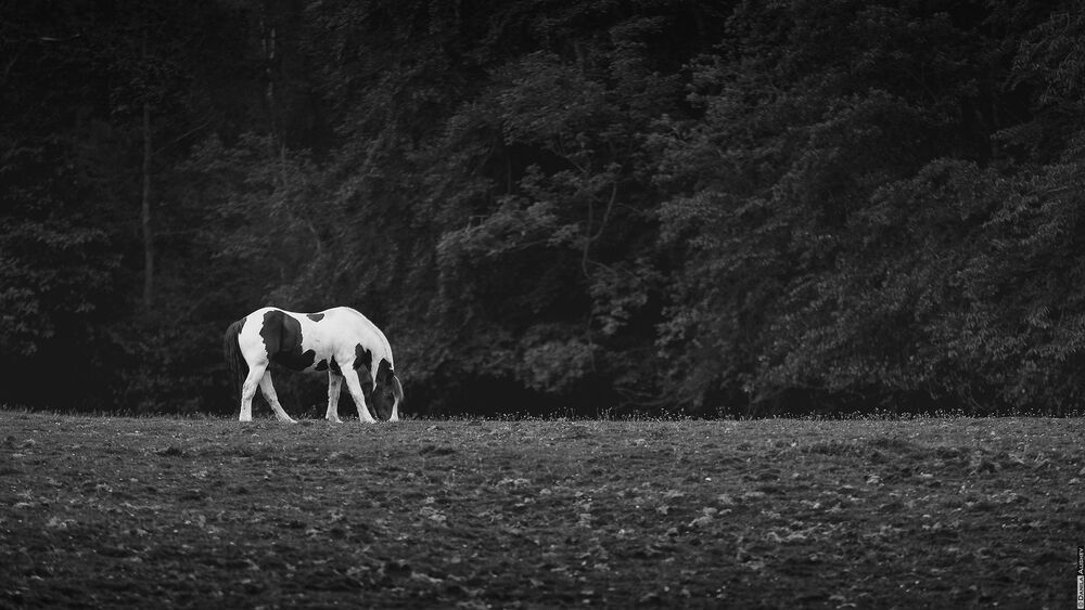 Photo 937518