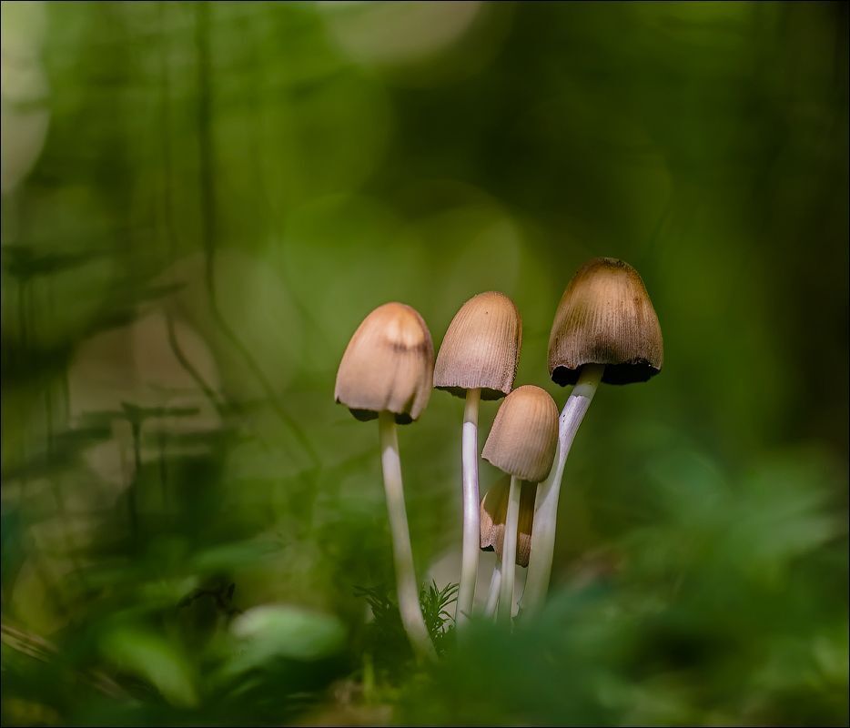 Поганочки)