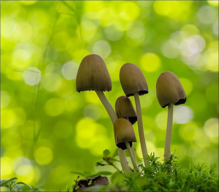 Поганочки)
