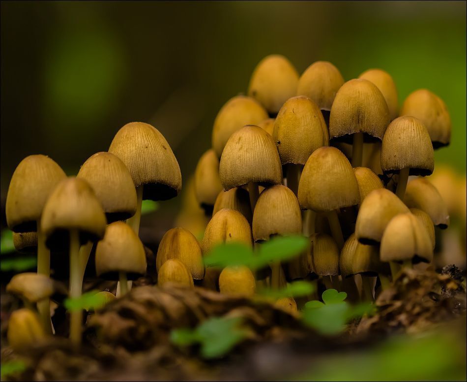 Поганочки)