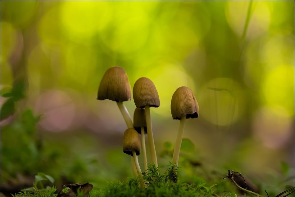 Поганочки)