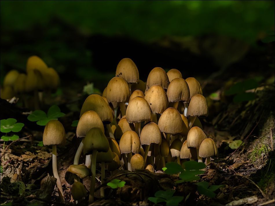 Поганочки)