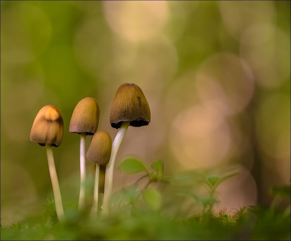 Поганочки)